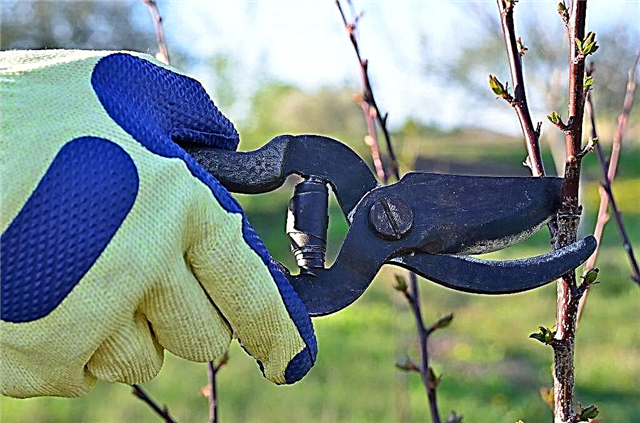 Rules for pruning apple trees in summer