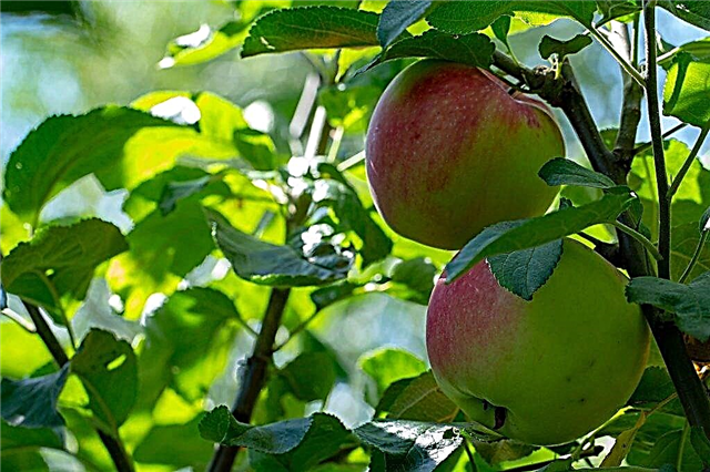Description of Bayan's apple tree