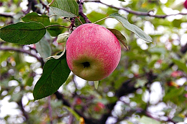 Kuvaus omenapuusta Krasa Sverdlovsk