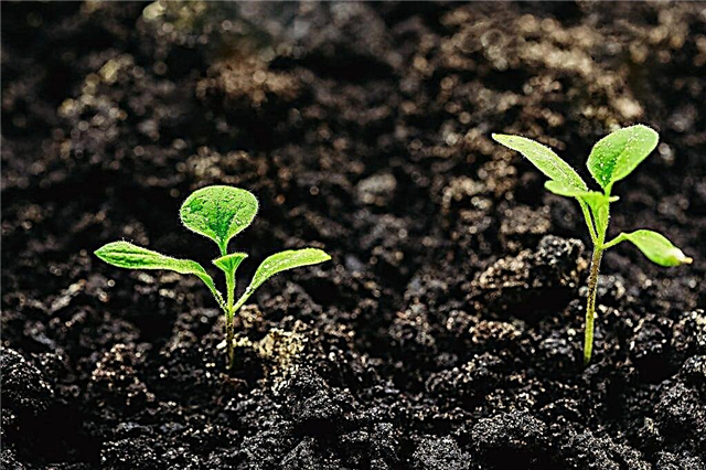 Dias favoráveis ​​para plantar berinjelas para mudas em 2019
