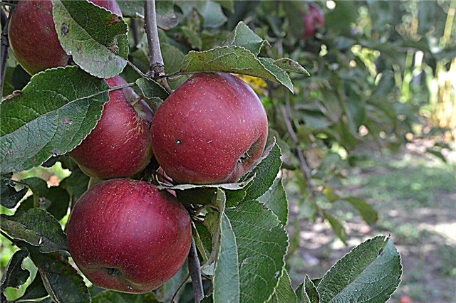 Yesenia variedad de manzana columnar