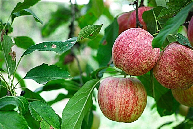 Japanese fuji apples