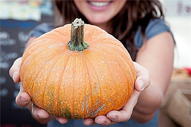 The most common pumpkin varieties