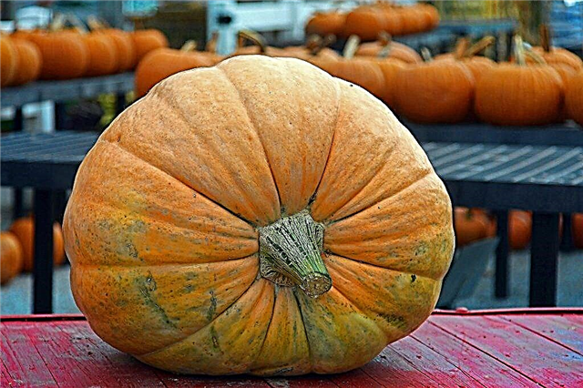 Botanical description of pumpkin