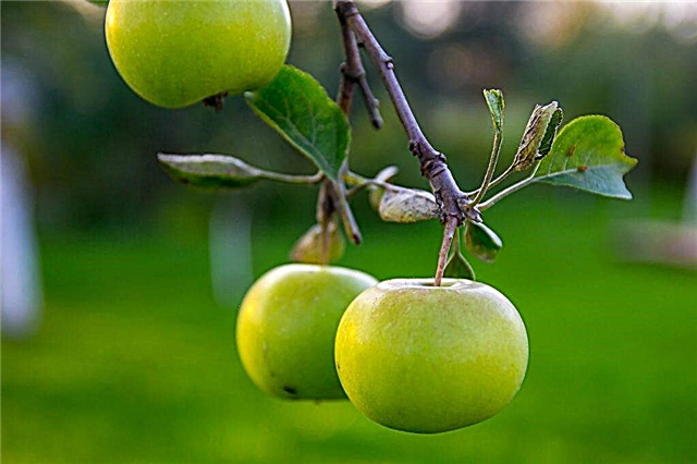 Prednosti zelenih jabolk