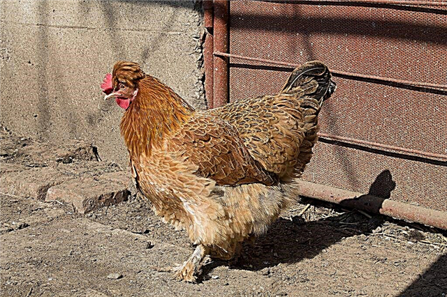 Description of chickens of the New Hampshire breed