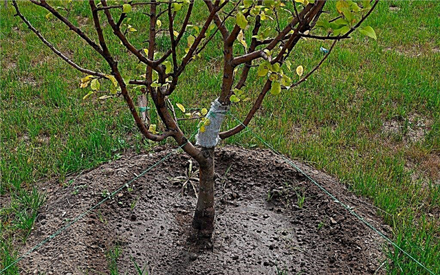 Features of apple rootstocks