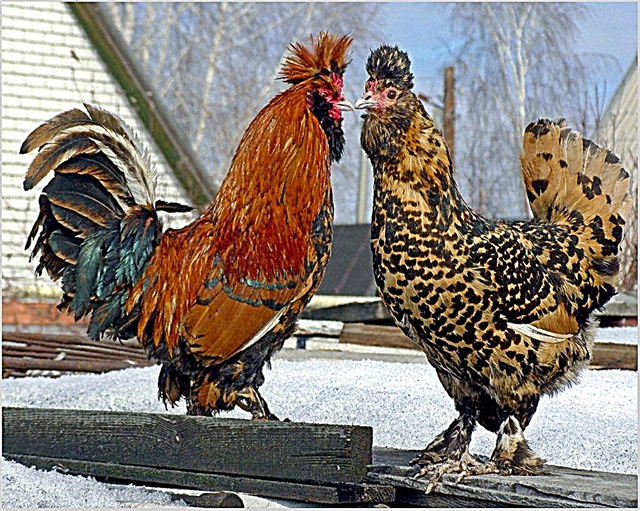 Breeding Pavlovsk chickens