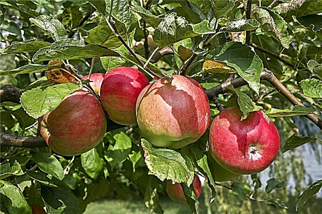 Características varietais da macieira Zhigulevskoe