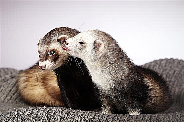 How ferrets are in heat and what you need to know about mating