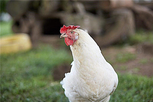 Breed of chickens Russian white