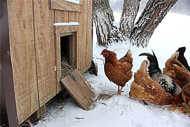 Meleg csirkemelegítő építése télen: egyszerű utasítások