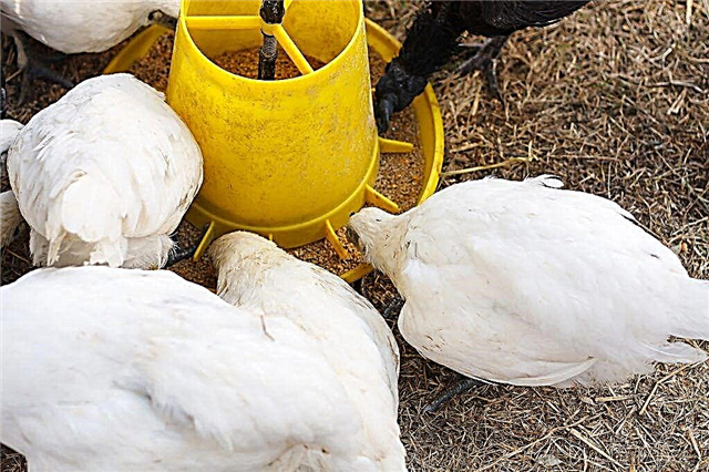 Bunker feeder untuk ayam - lakukan sendiri
