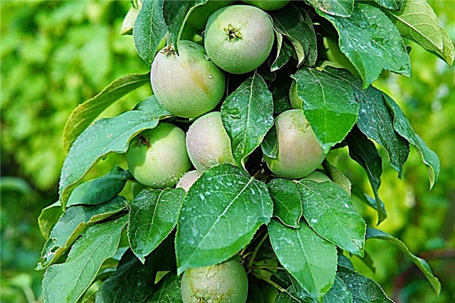 أصناف شائعة من أشجار التفاح العمودية