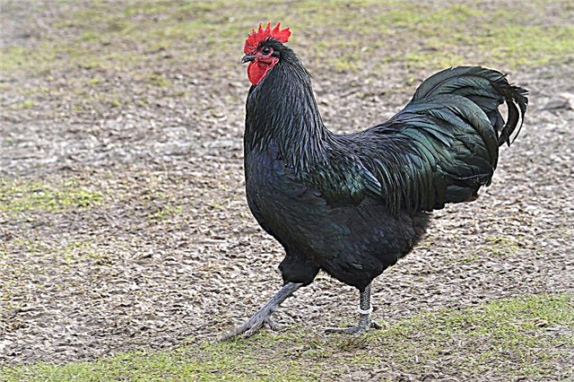 Tavuklar Australorp - cins yetiştiriciliğinin özellikleri