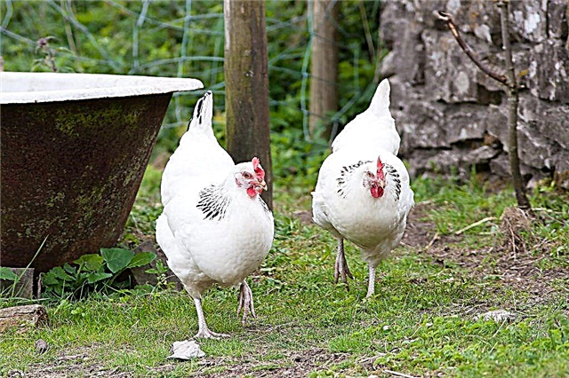 Les poulets Sussex sont une race anglaise rare