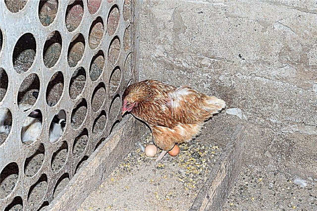 لماذا ينقر الدجاج على البيض وكيف يتعامل معه