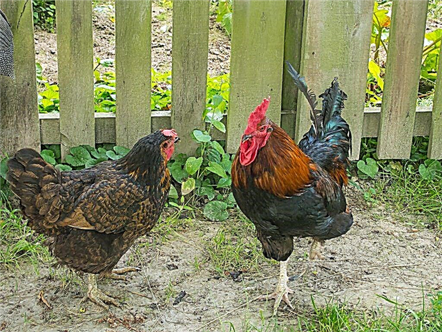Chicken breed Velzumer