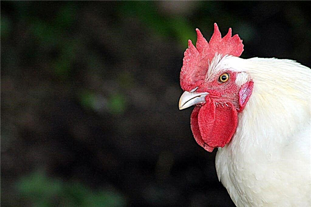Bress Gallic пилета
