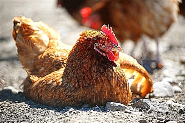 Symptome der Marek-Krankheit bei Hühnern