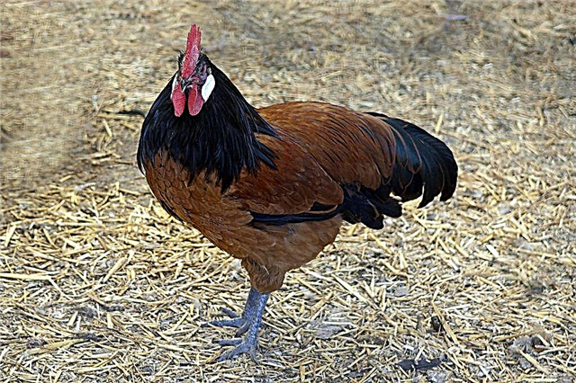 フォークの品種-異常な色の鶏
