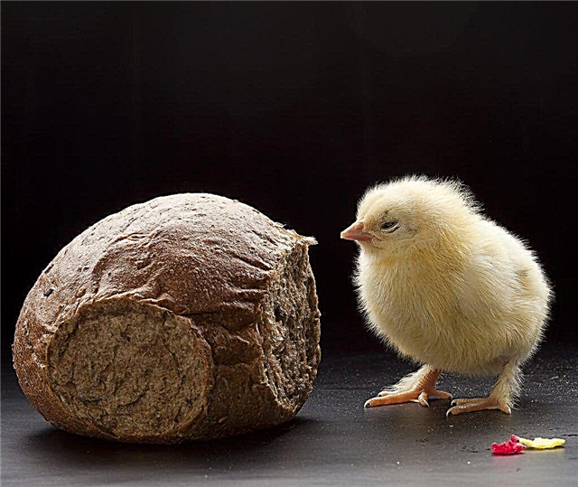 Is it possible to give chickens bread