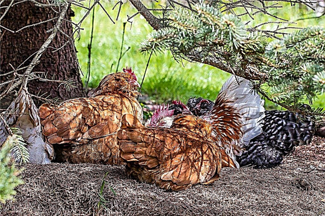 Chickens breed Hercules