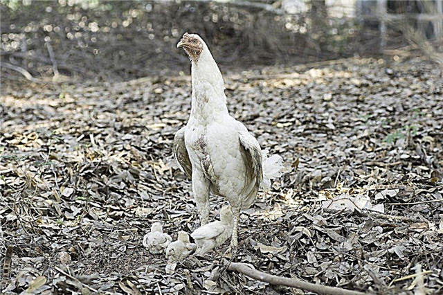 Behandlung von Kokzidiose bei Hühnern