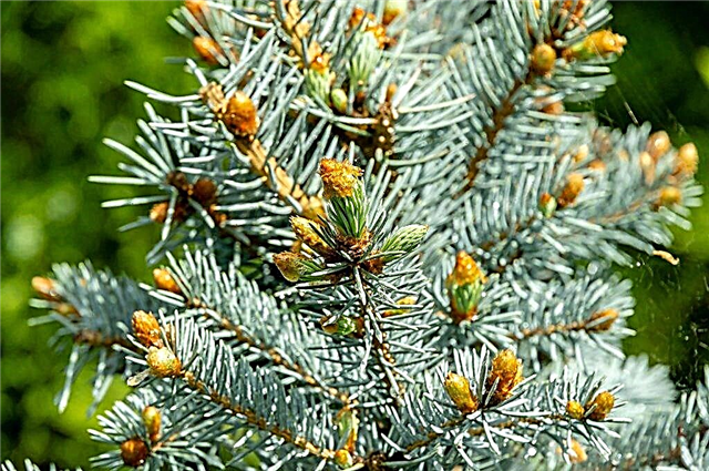 Blue Hoopsie Spruce