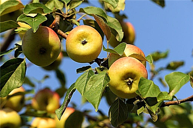 أشجار التفاح الشتوية: أفضل الأصناف