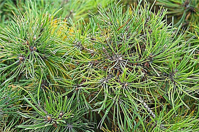 Cultivation of the mountain pine Mugus