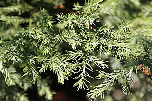 Growing and caring for Strickt juniper