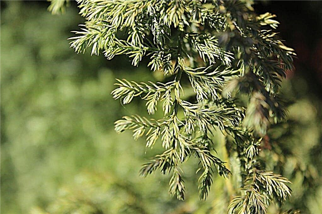Features of growing Khybernik juniper