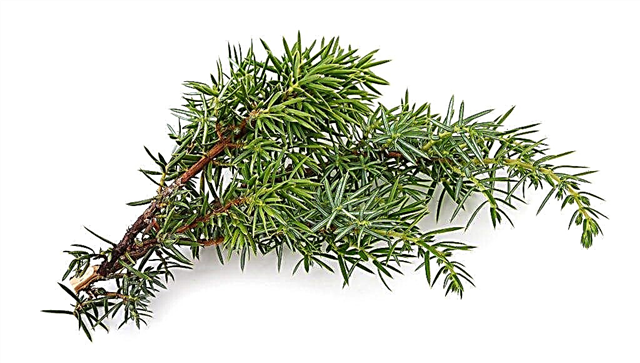 How to propagate a juniper: we perform the procedure at home