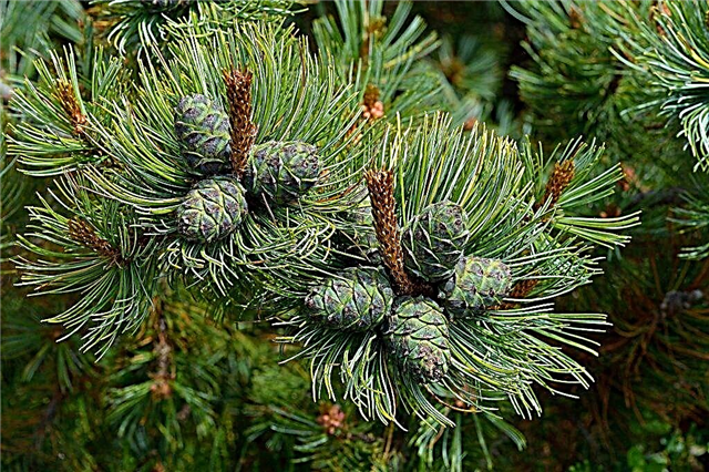 Dwarf cedar: a tree bush that can decorate any area