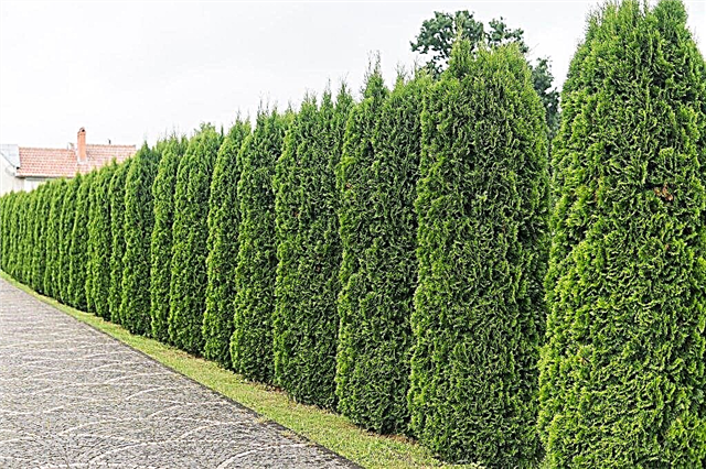 Is it possible to plant thuja in Siberia: what varieties are suitable