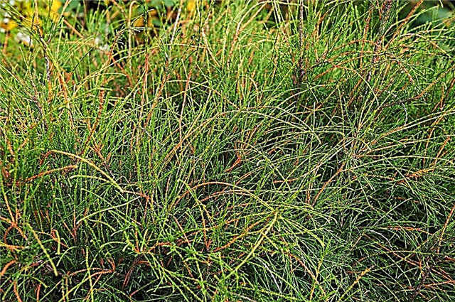 Thuja Western Filiformis - uma planta ornamental para o jardim