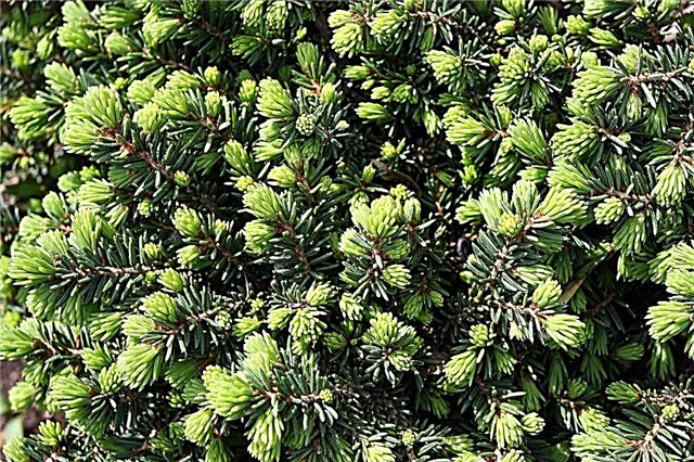 Spruce Little Jam - with what and how to plant a miniature beauty