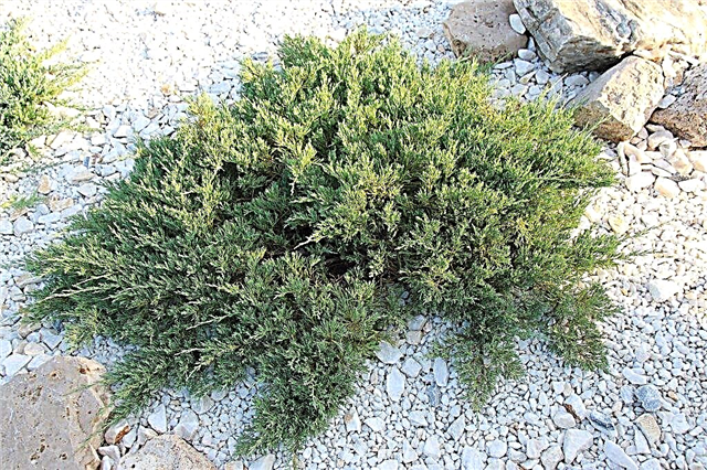 Creeping juniper: popular varieties