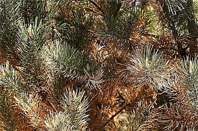 Pine needles yellowing: causes and treatment