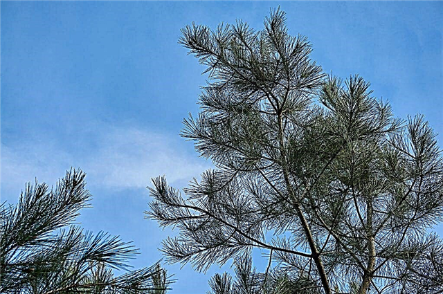Pitsunda pine is a useful plant for humans