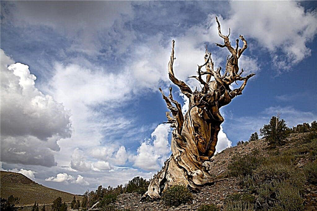Methuselah Pine은 지구상에서 가장 오래된 나무 중 하나입니다