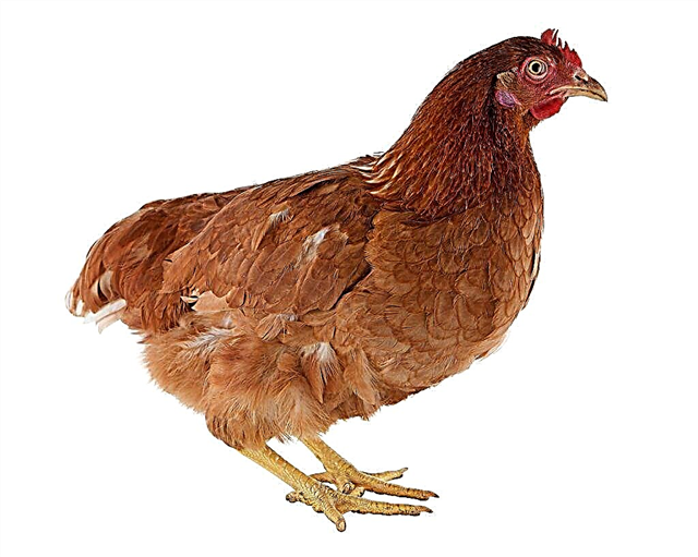 Beschrijving van het Kuban-rode kippenras