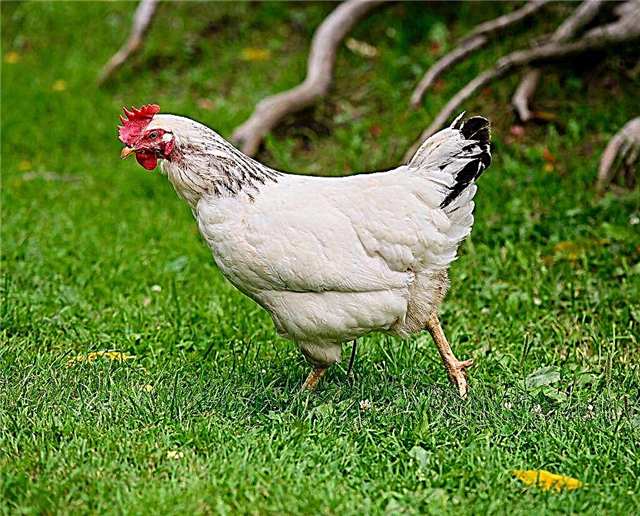 Dia de maio raça de galinhas