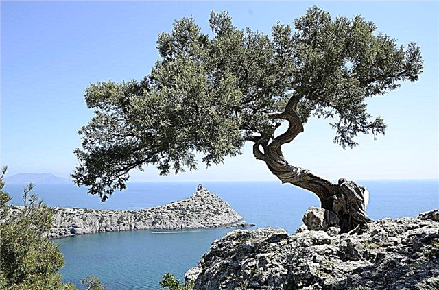 Pine Crimean (Pallas) - jak rozwijać się w witrynie
