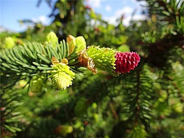 Akrokona cemara Norway - pokok konifer dengan kerucut merah