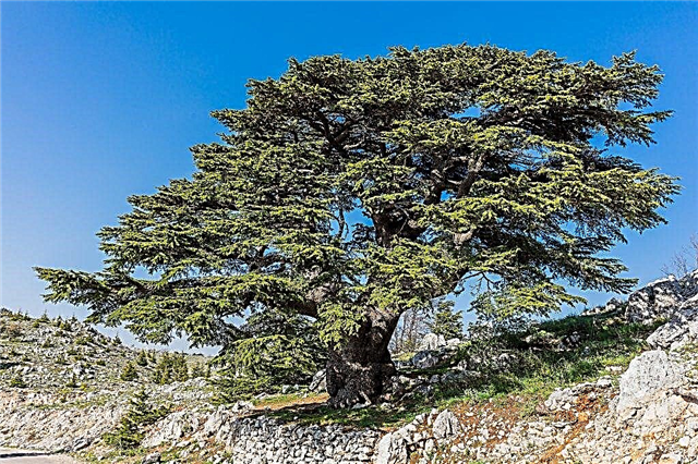 Libanesiska cederträ - regler för vård