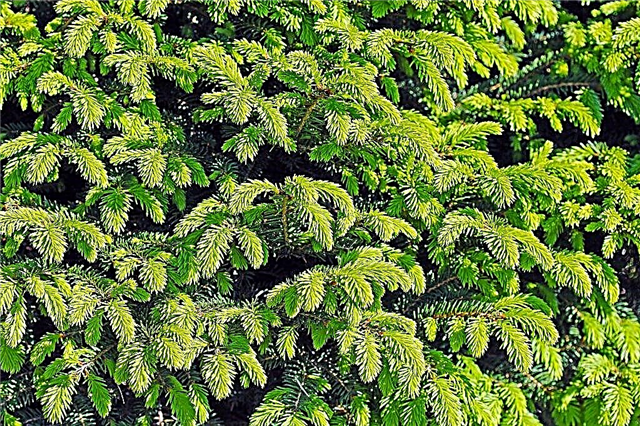 Picea de Noruega Nidiformis - agujas que crecen en anchura