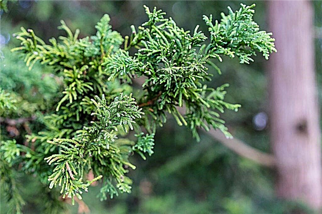 Stumpfe Zypresse Nana Gracilis - ein Miniaturbaum zur Dekoration der Stätte