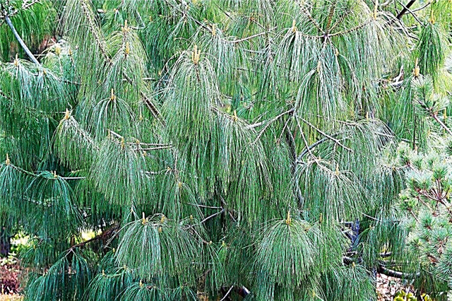 Himalaya Pine - kabarık bir güzellik büyüyen